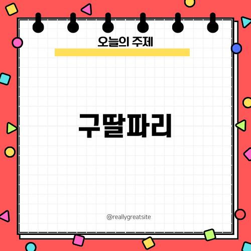 구딸파리의 매력에 빠져보세요
